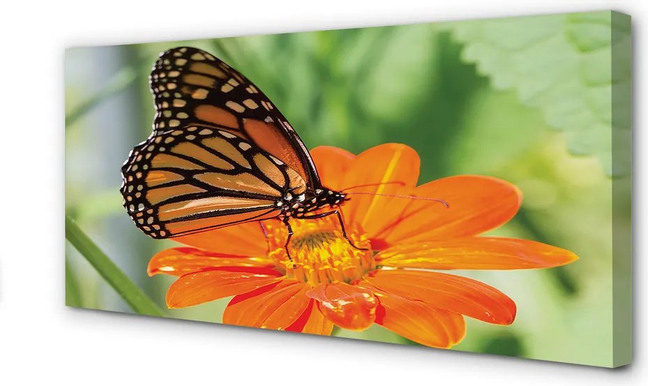 Obraz drukowany na płótnie Kwiat i Kolorowy Motyl