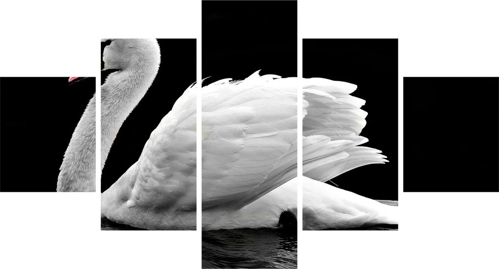 Obraz czarno - białego łabędzia (125x70 cm)