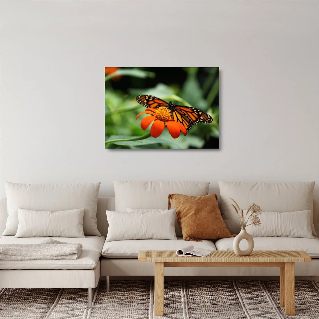 Obraz na szkle motyla na kwiatku (70x50 cm)
