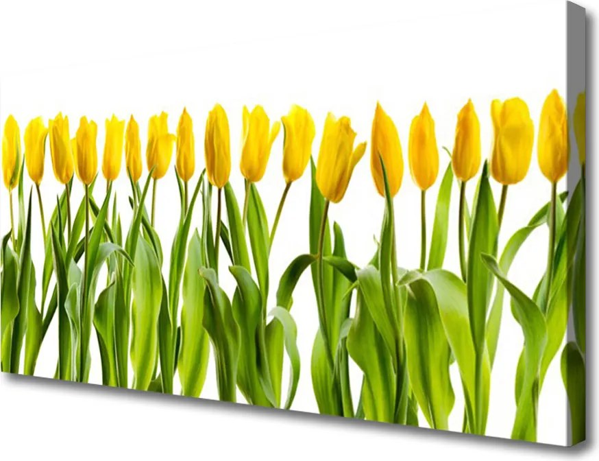 Obraz drukowany na płótnie Tęczowy Dywan Tulipanów