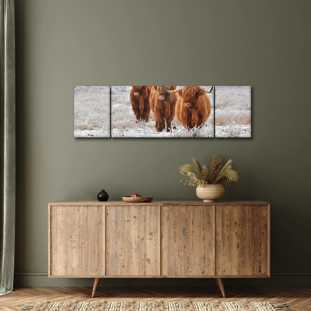 Obraz - Szkockie krowy (170x50 cm)