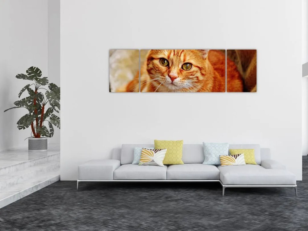 Obraz leżącego kota (170x50 cm)