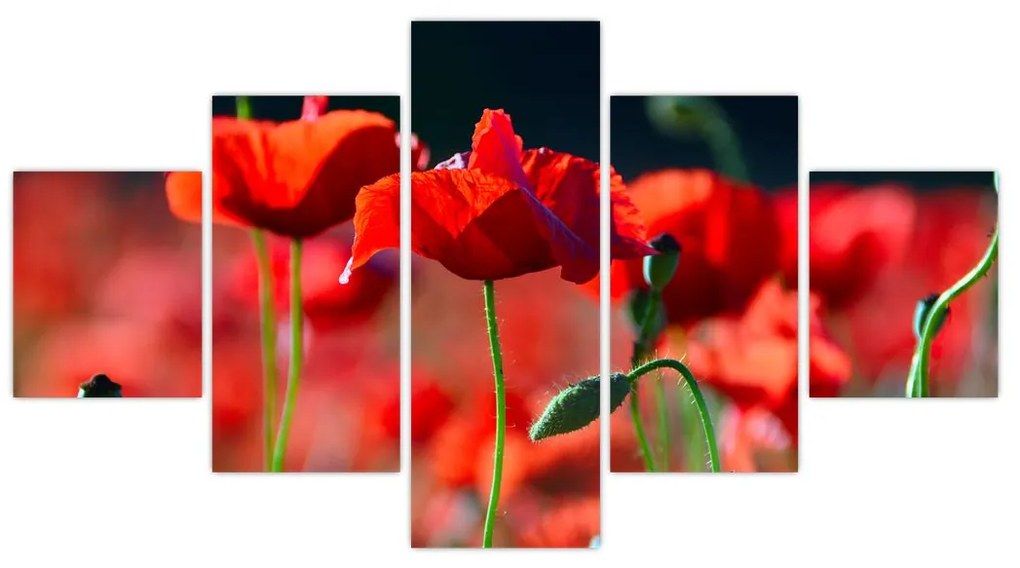 Obraz - maki (125x70 cm)