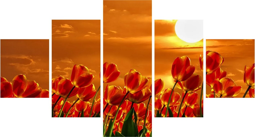 Obraz kwitnącego pola z tulipanami (125x70 cm)