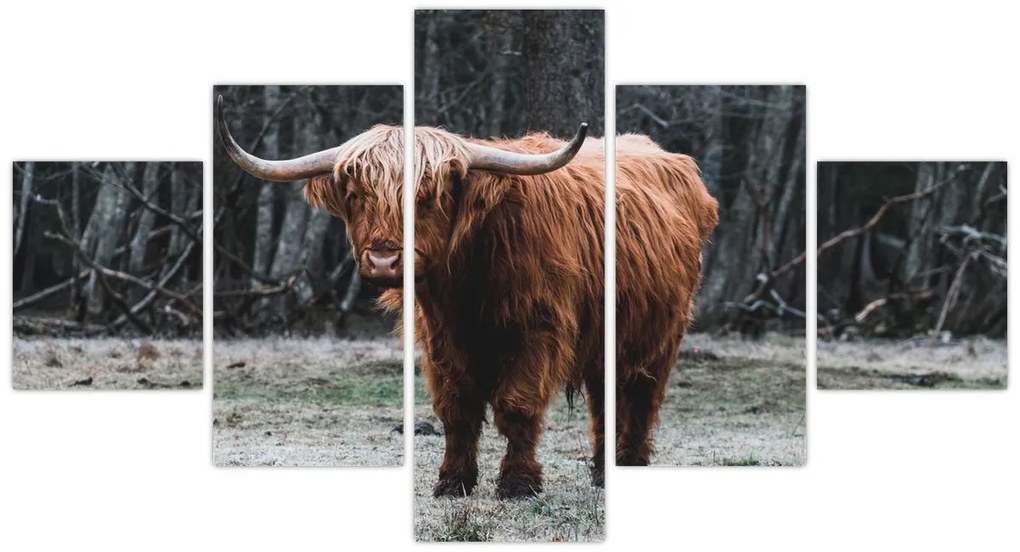 Obraz - Szkocka krowa 2 (125x70 cm)