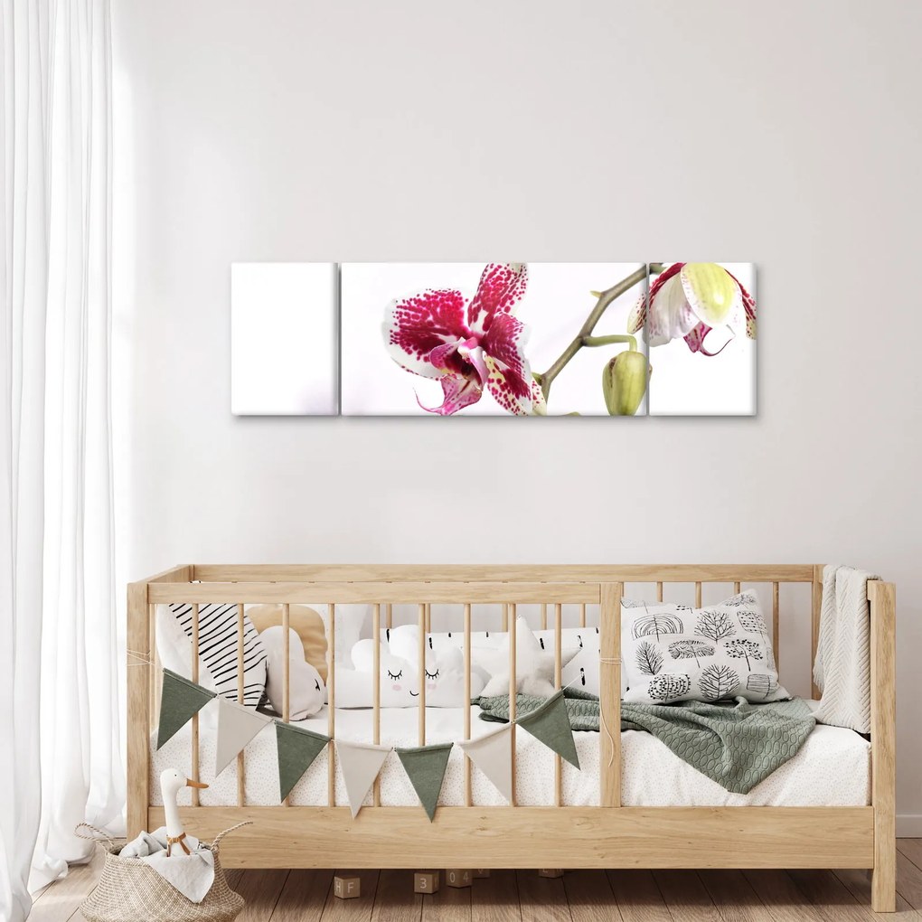 Obraz kwiatu orchidei (170x50 cm)