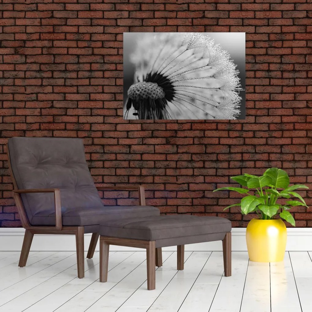 Obraz na szkle dmuchawca, czarno - biały (70x50 cm)