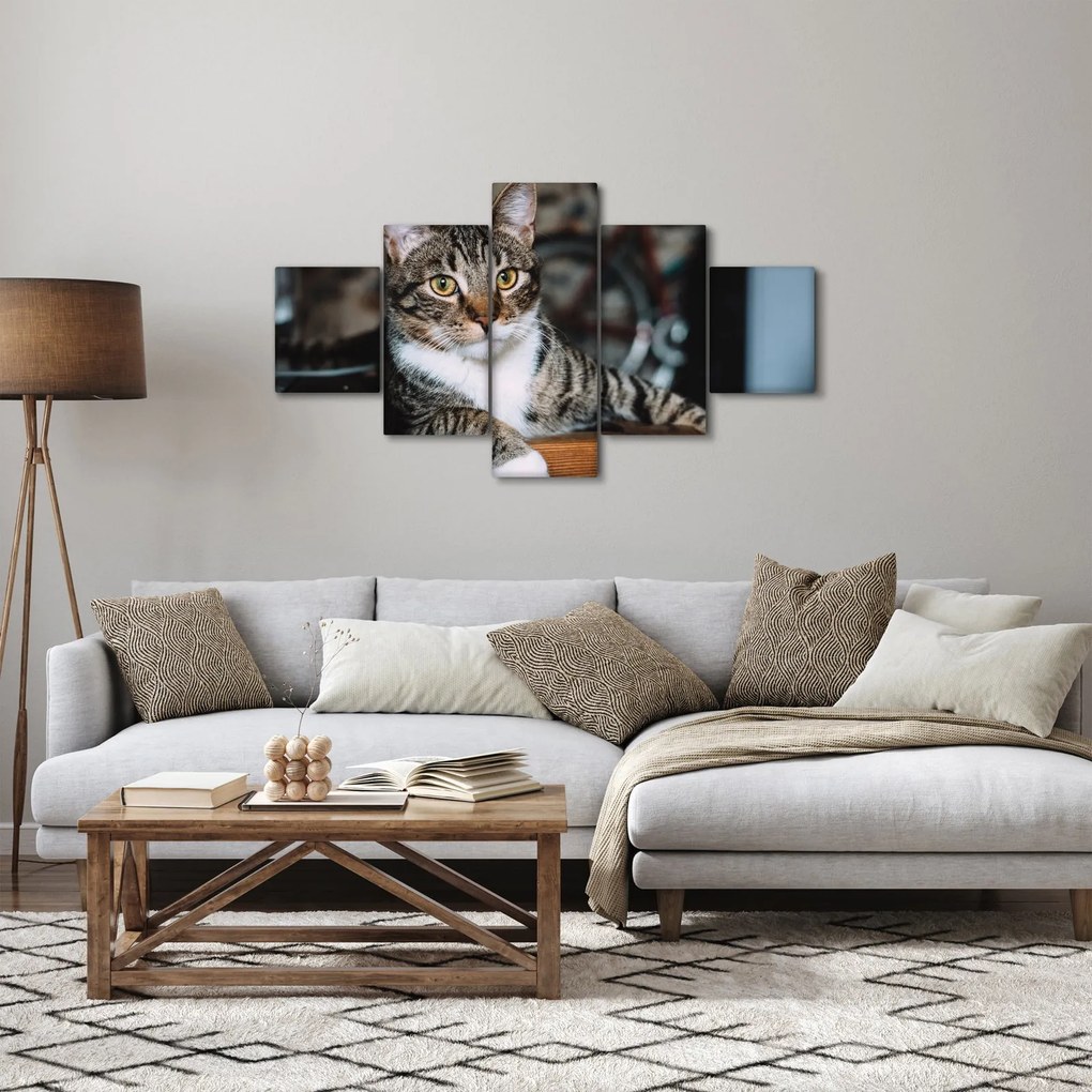 Obraz kota (125x70 cm)