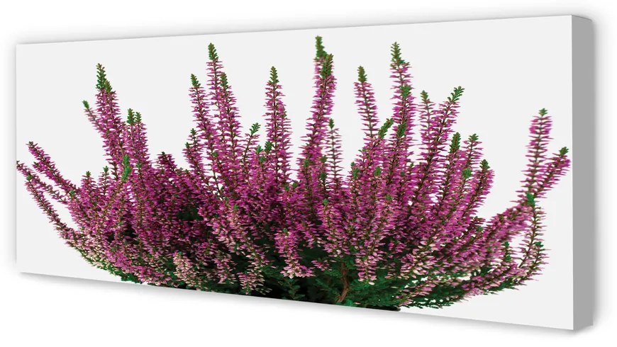 Duży obraz na płótnie Wrzosy
