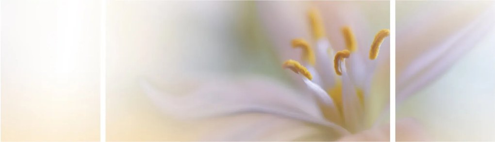 Obraz - Delikatny kwiat (170x50 cm)