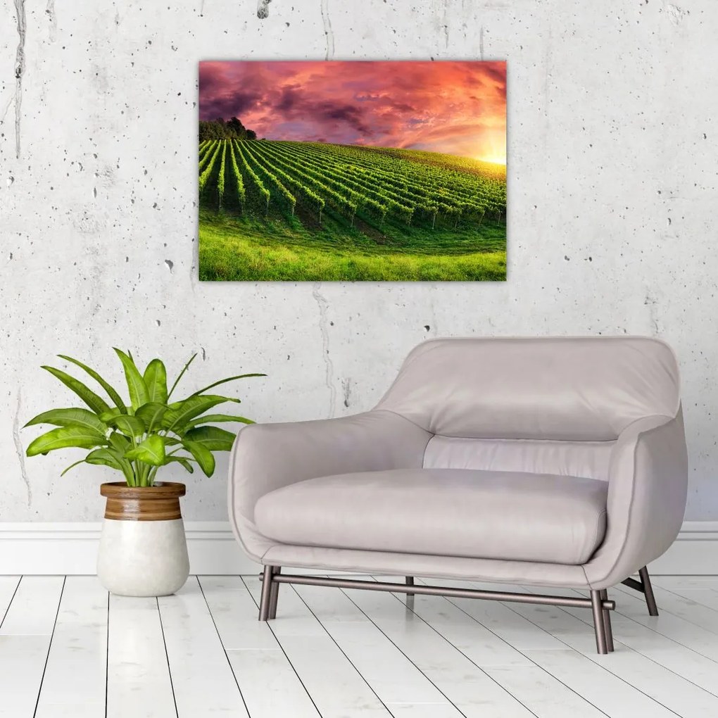 Obraz na szkle - winnica z kolorowym niebem (70x50 cm)