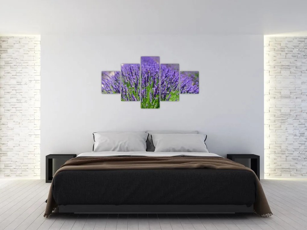 Obraz - lawenda (125x70 cm)