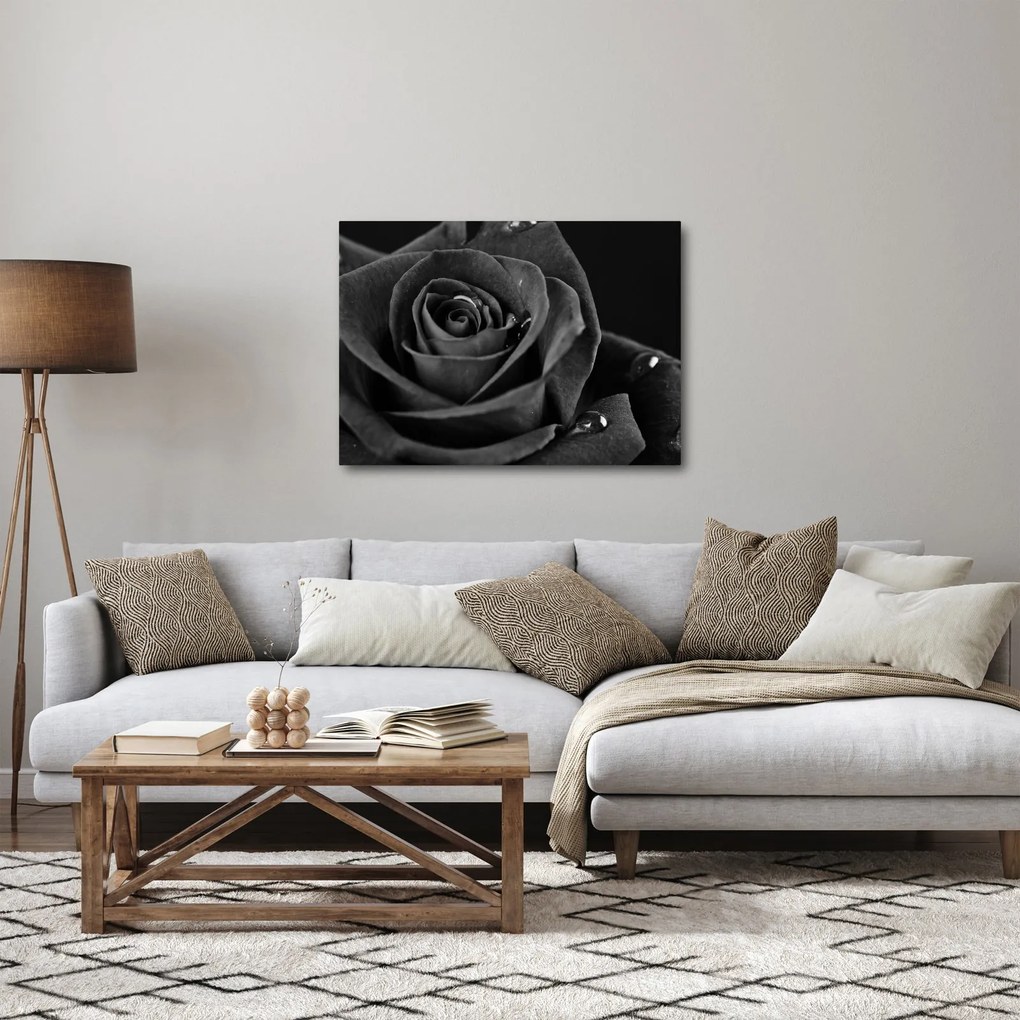 Obraz - Czerwona róża (70x50 cm)