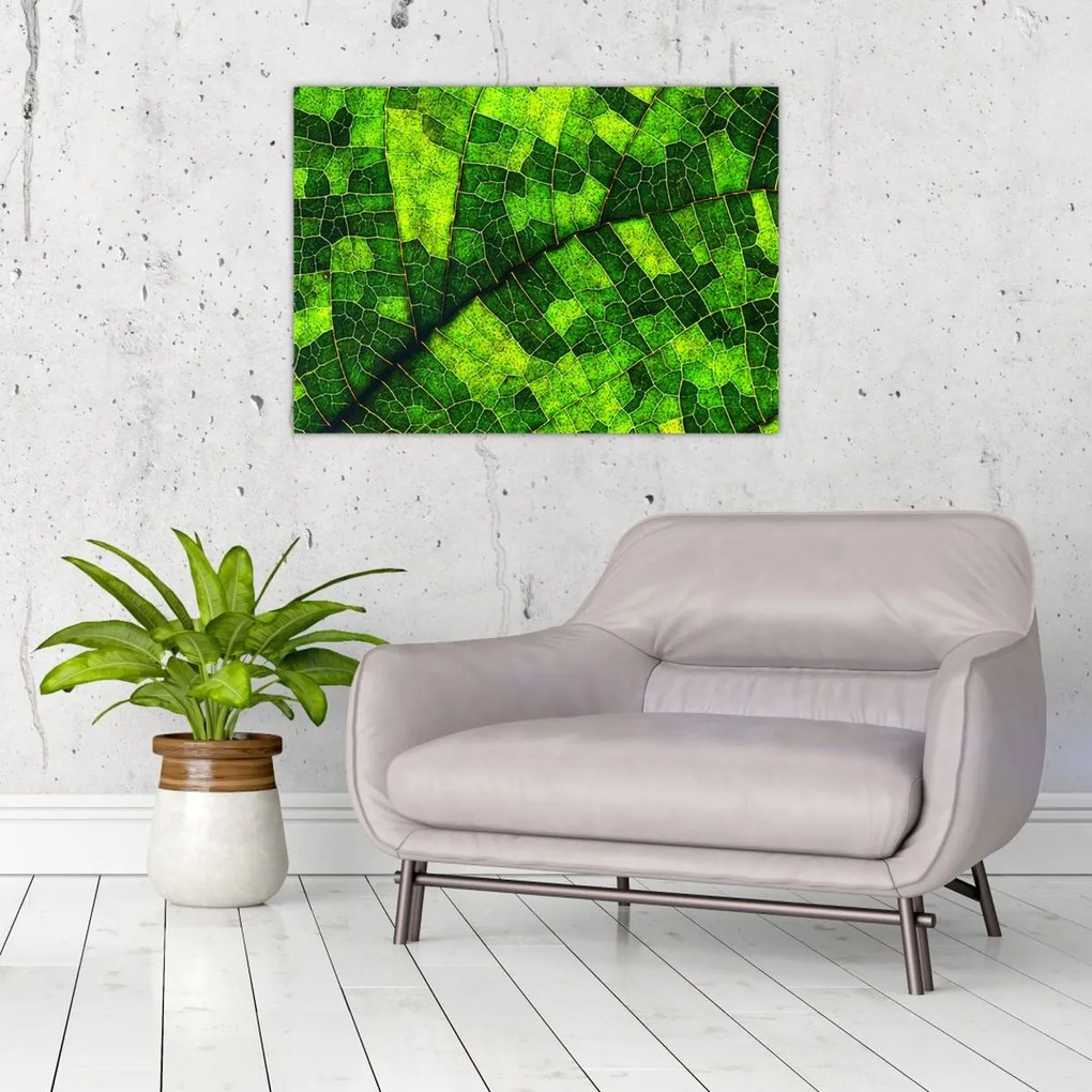 Obraz - Detal liścia (70x50 cm)