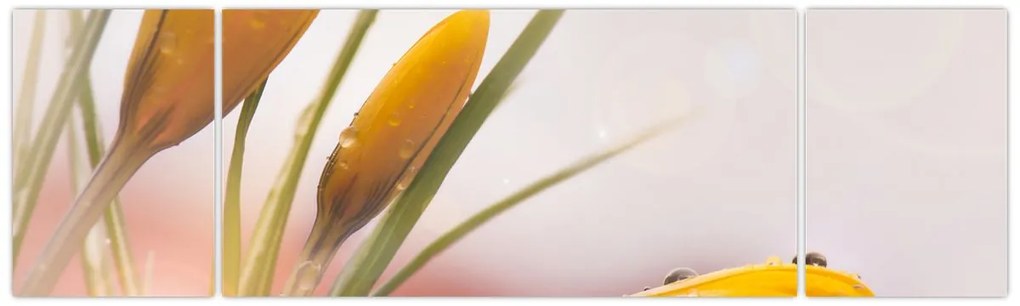 Obraz - Wiosenne kwiaty (170x50 cm)
