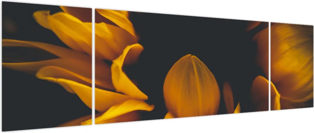 Obraz - Słoneczniki na czarnym tle (170x50 cm)