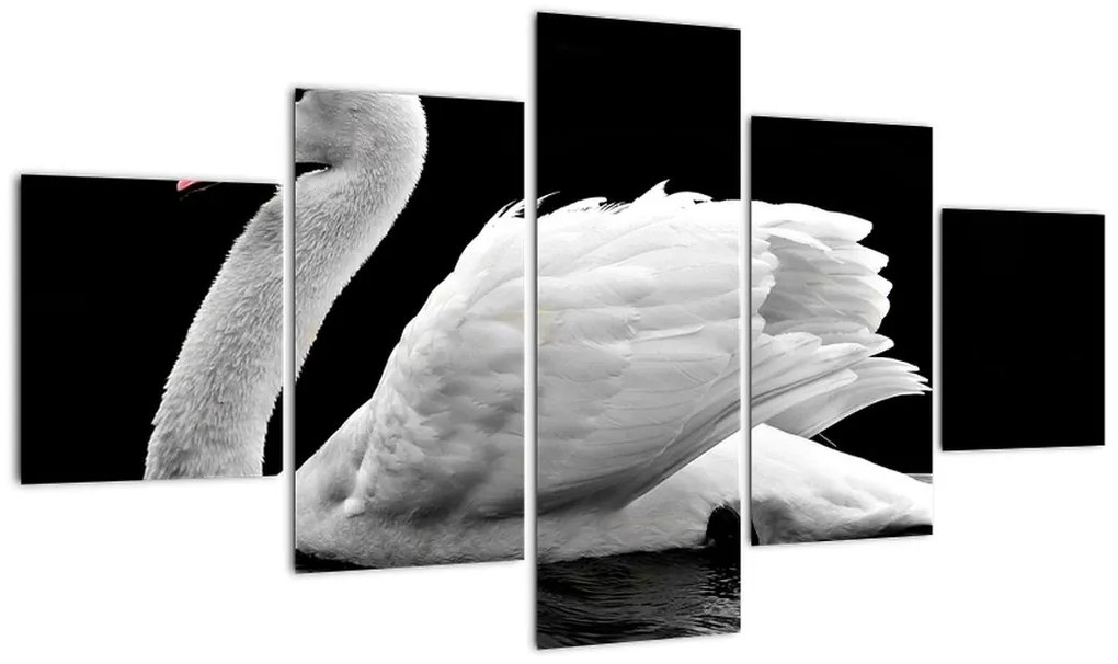 Obraz czarno - białego łabędzia (125x70 cm)