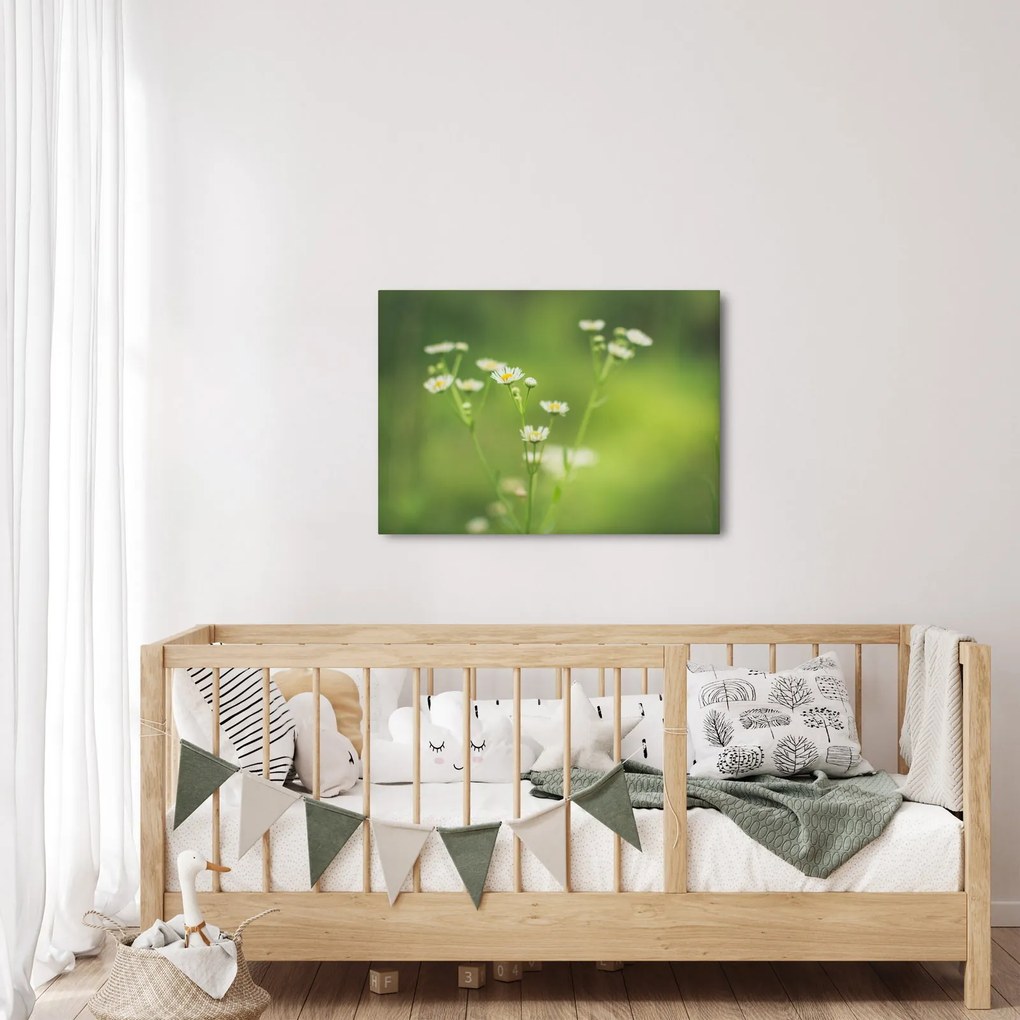 Obraz stokrotek (70x50 cm)