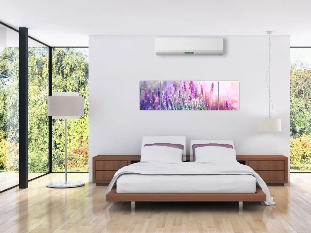 Obraz - Lawenda w słońcu (170x50 cm)