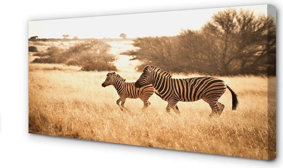 Fotoobraz na płótnie Zebra o Zachodzie Słońca