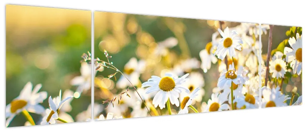 Obraz - Stokrotki (170x50 cm)