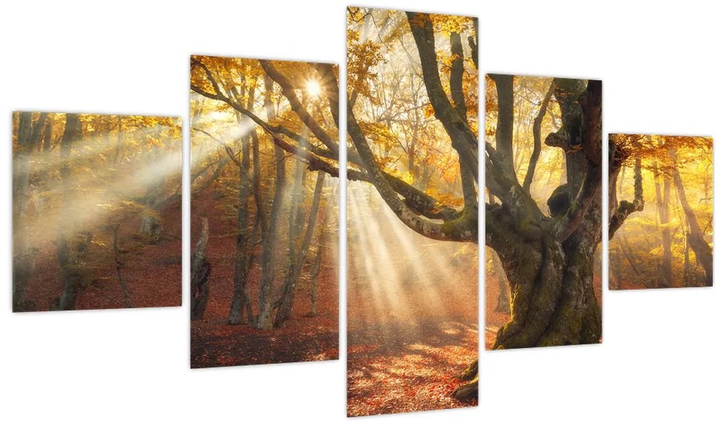 Obraz - Jesienny świt (125x70 cm)