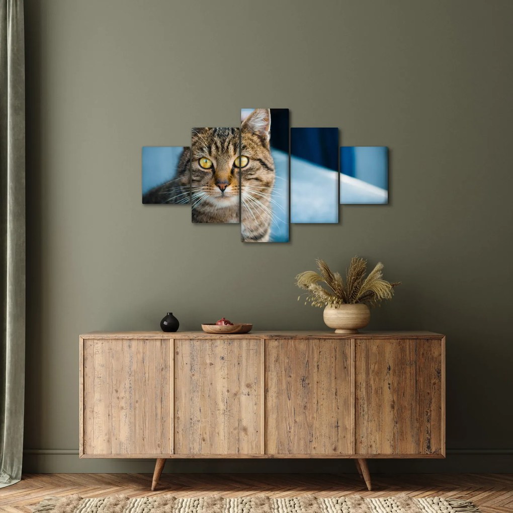 Obraz - Kot domowy (125x70 cm)
