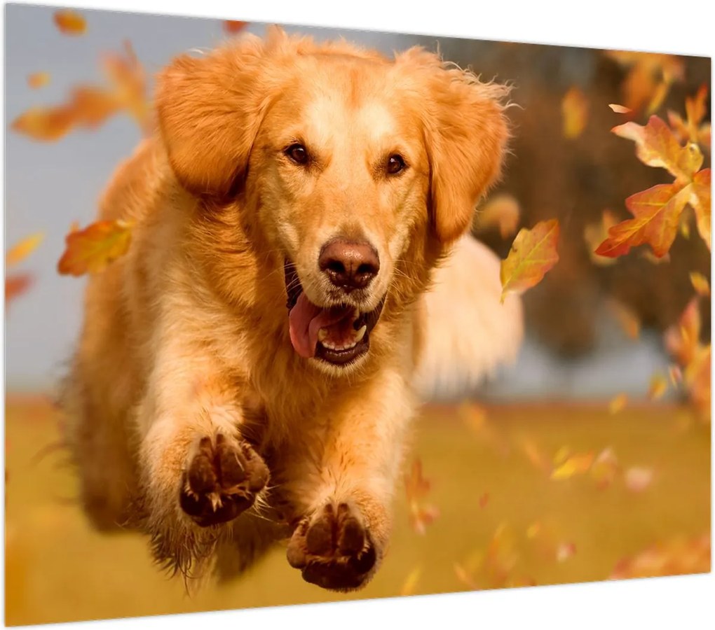 Obraz - Golden Retriever (70x50 cm)