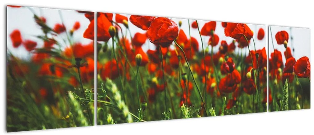 Obraz maków na wietrze (170x50 cm)
