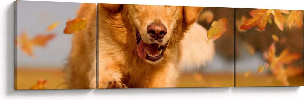 Obraz - Golden Retriever (170x50 cm)