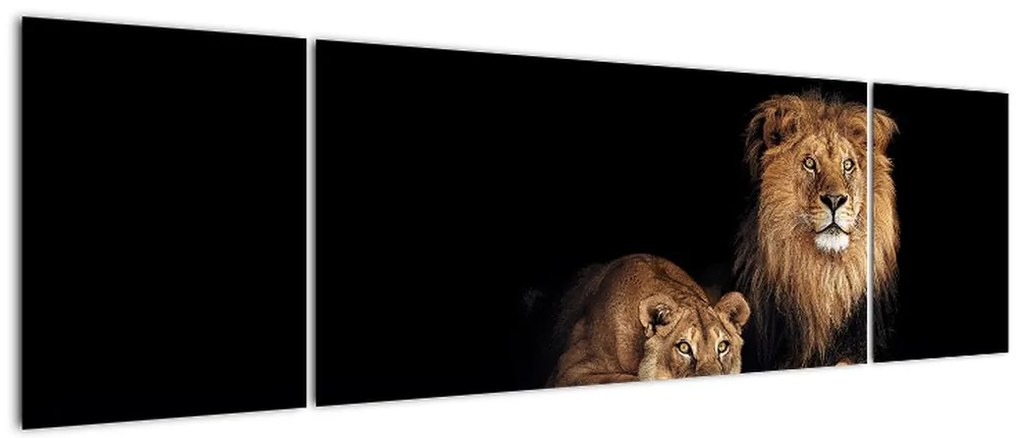 Obraz - Lew i lwica (170x50 cm)