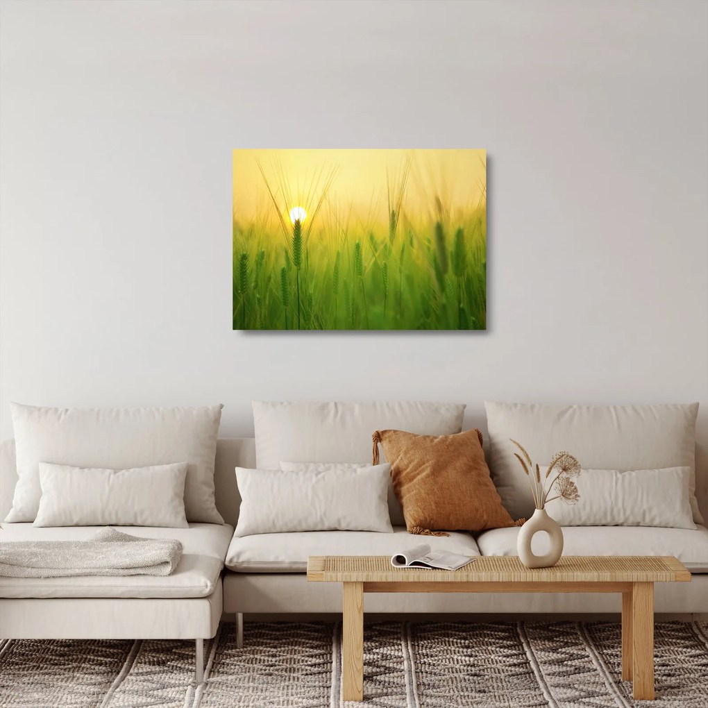 Obraz na szkle pola ze zbożem (70x50 cm)
