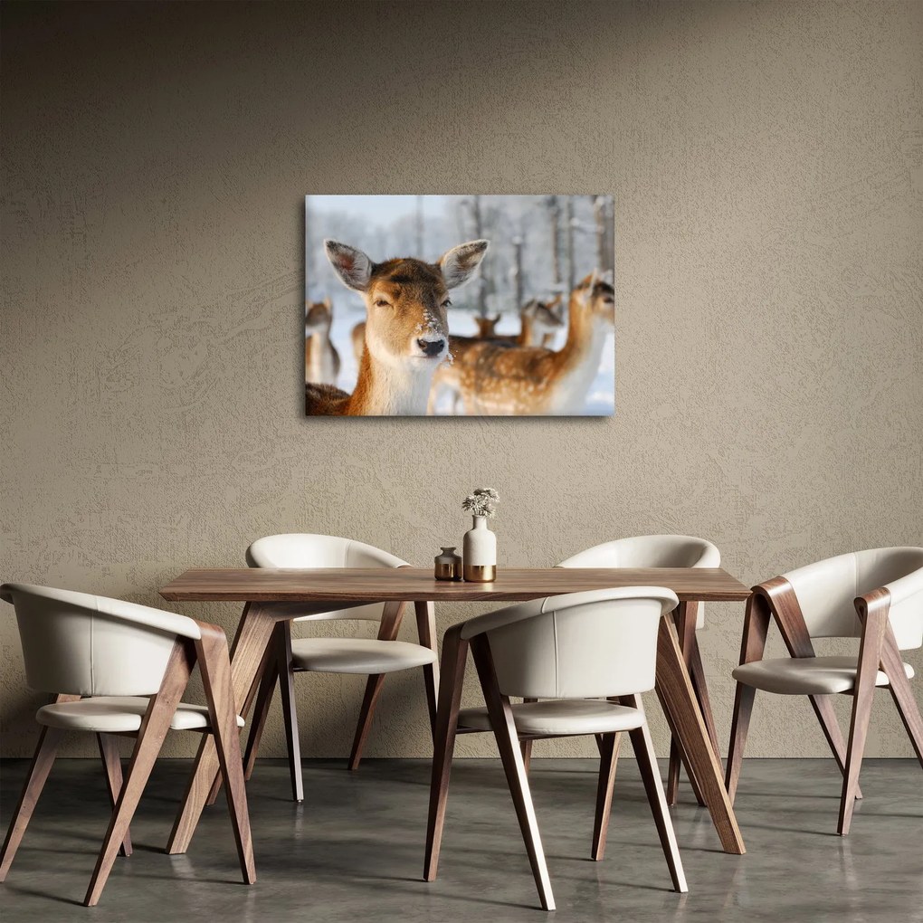 Obraz - Jelonki (70x50 cm)