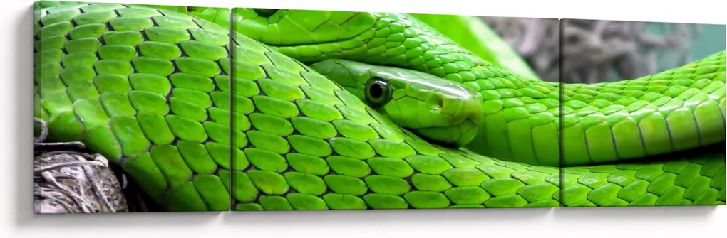 Obraz zielonych węży (170x50 cm)