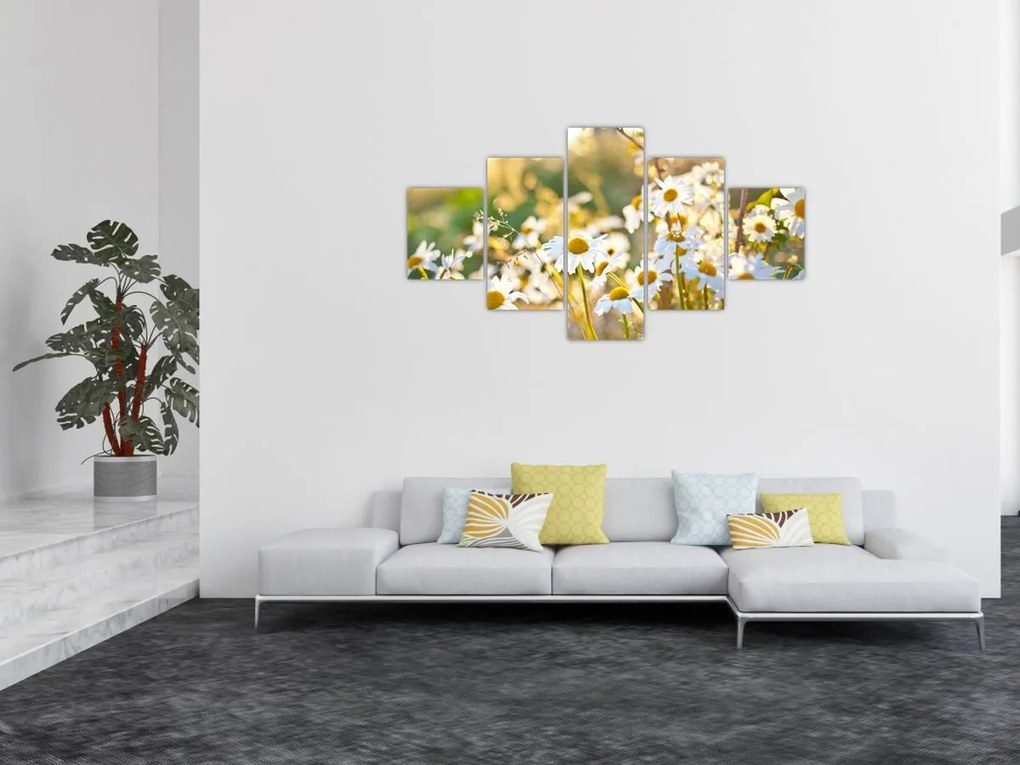 Obraz - Stokrotki (125x70 cm)