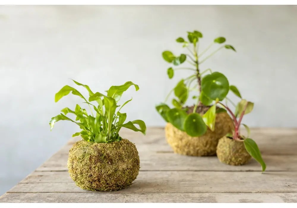 Doniczka ø 14,5 cm Kokedama – Esschert Design