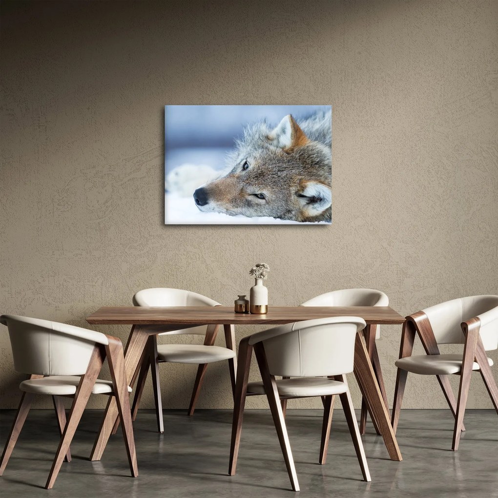 Obraz - Wilk (70x50 cm)