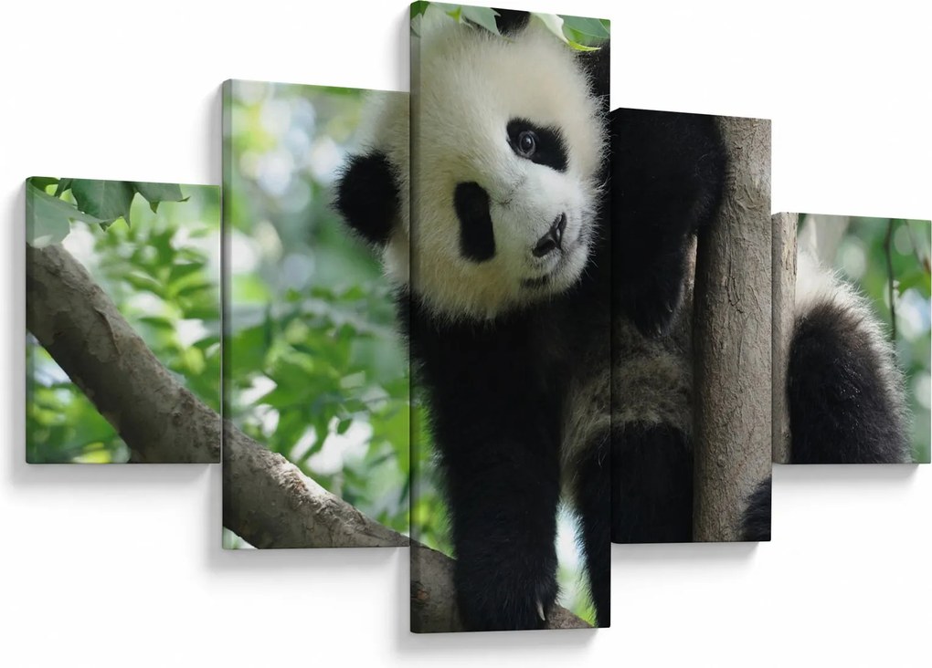 Obraz - Panda na drzewie (125x70 cm)