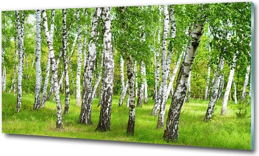 Foto obraz szkło hartowane Brzozowy las