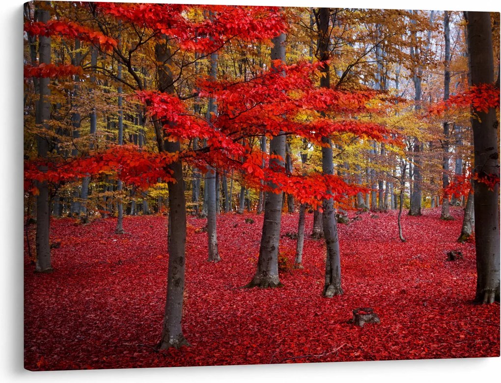 Obraz - Czerwony Las (70x50 cm)