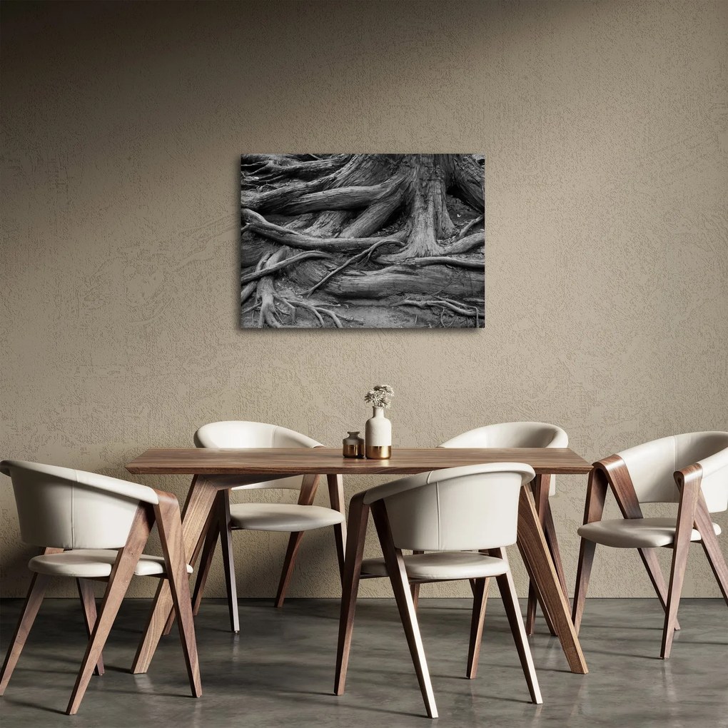 Obraz - Korzenie drzewa (70x50 cm)