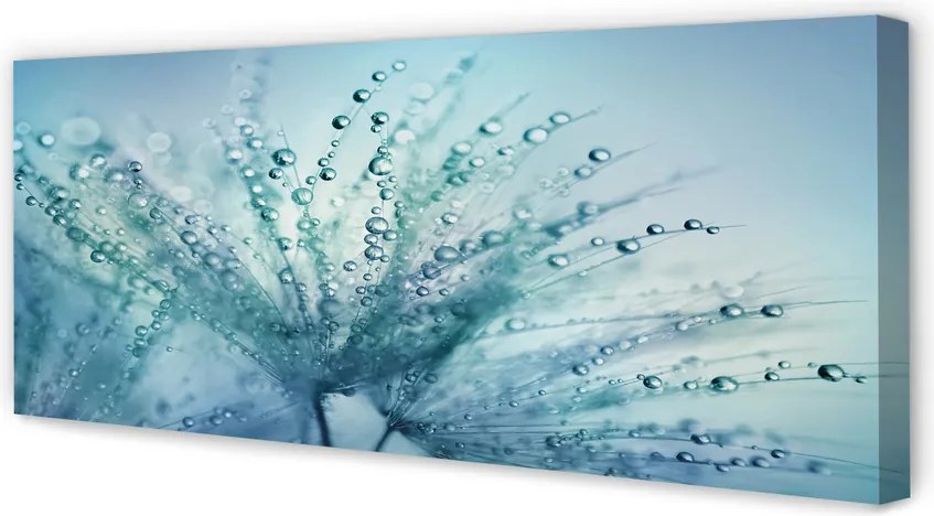 Obraz canvas na ścianę Ulotne Krople na Dmuchawcu