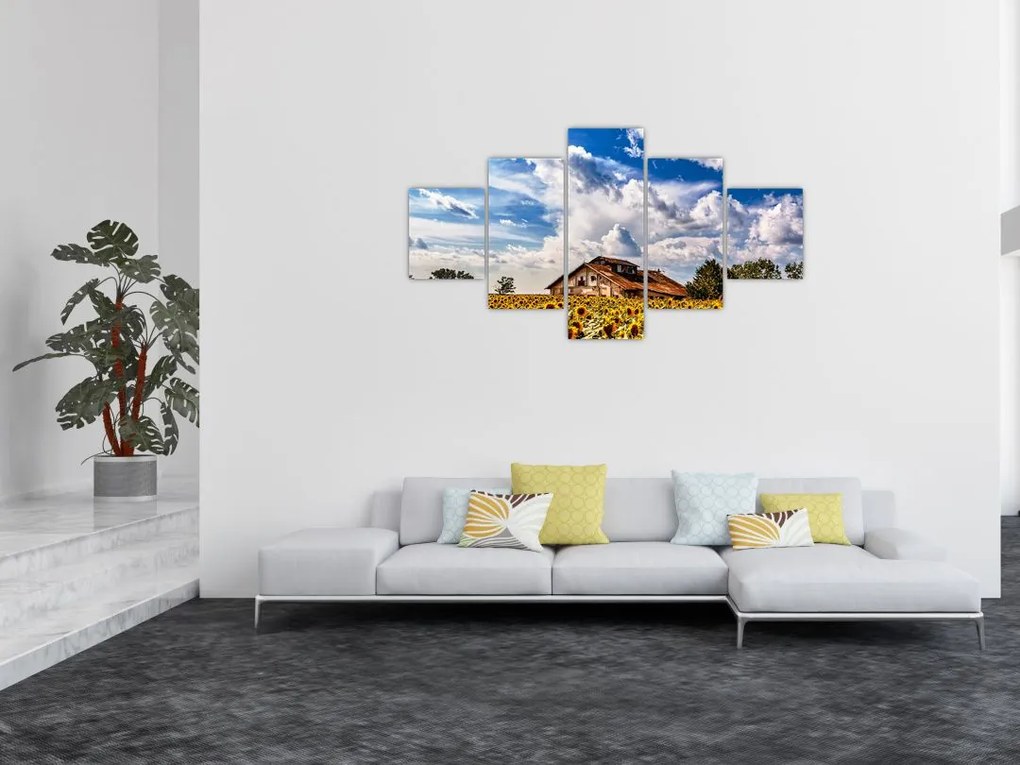 Obraz pola słoneczników (125x70 cm)
