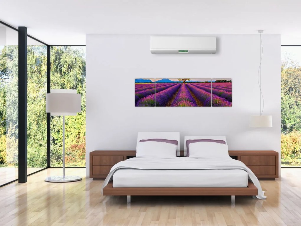 Obraz - Pole lawendy (170x50 cm)