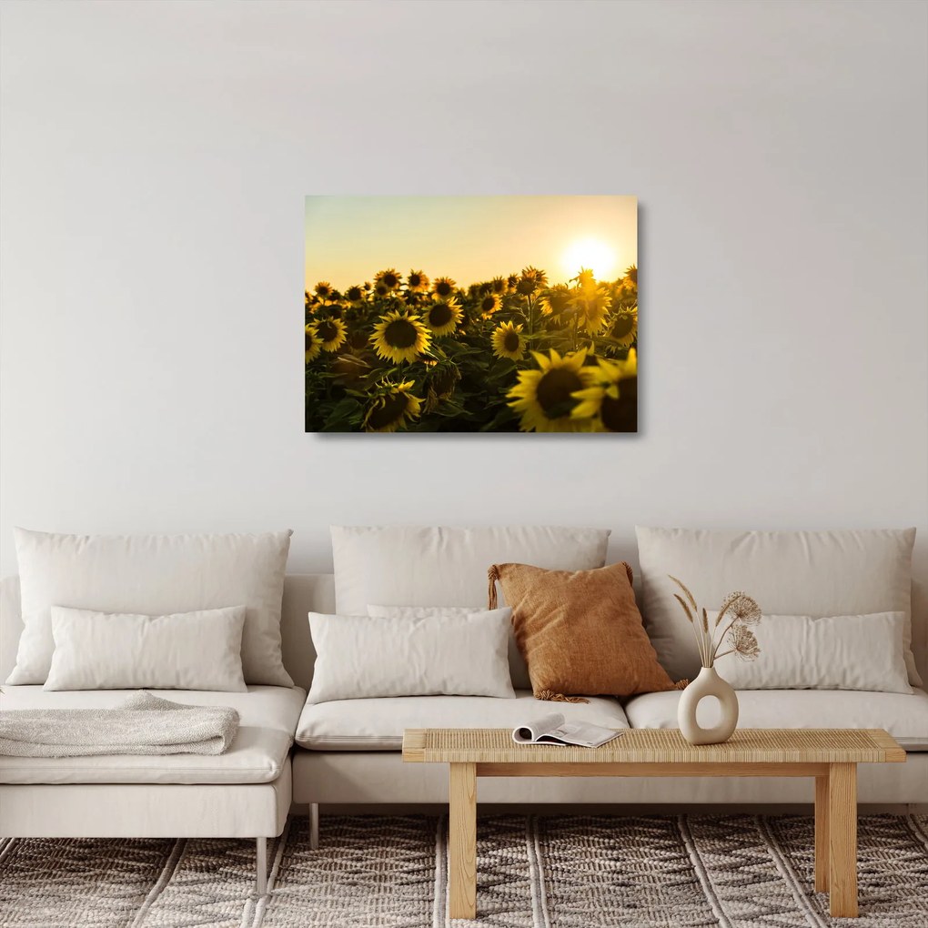 Obraz na szkle - pole słoneczników (70x50 cm)