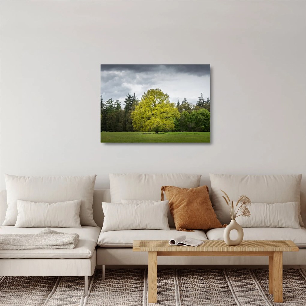 Obraz na szkle zielonego drzewa na środku pola (70x50 cm)