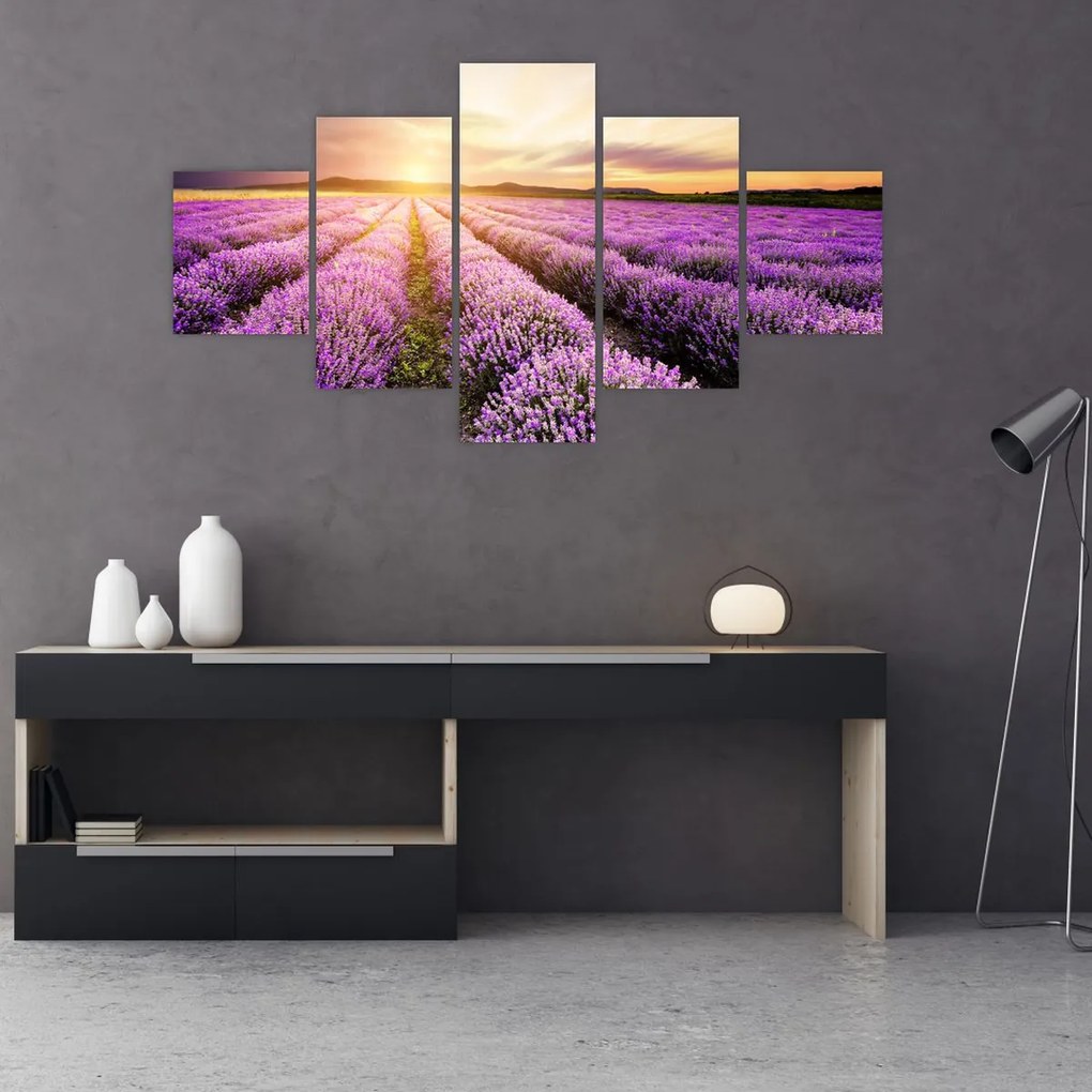 Obraz - Wschód słońca na polu lawendy (125x70 cm)
