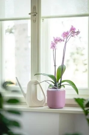 Plastia Doniczka samonawadniająca Tolita Air różowy, śr. 19 cm