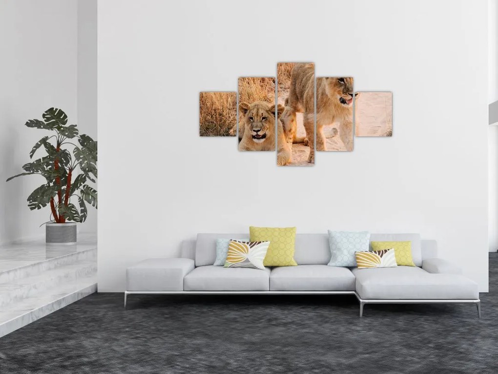Obraz lwiątek (125x70 cm)