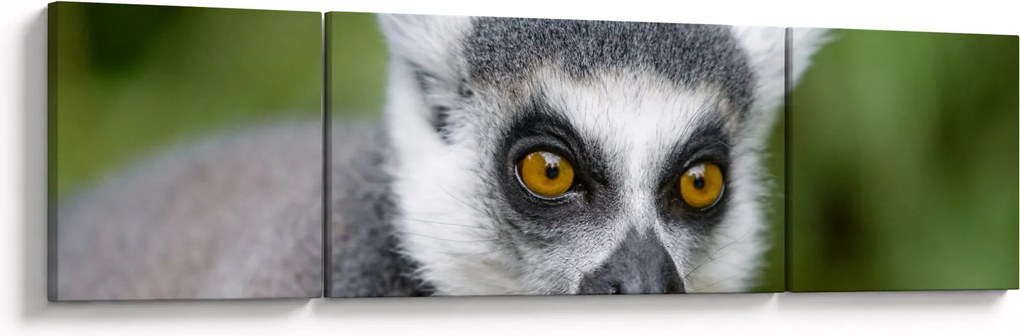 Obraz lemura (170x50 cm)